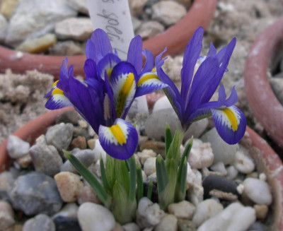 Iris spec. 22.02.16.JPG
