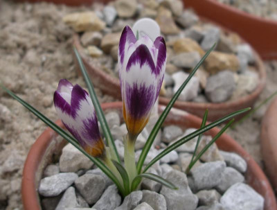 Crocus sieberi 15.02.16.JPG