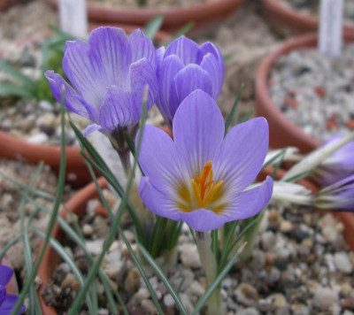 Crocus aerius 22.02.16.JPG