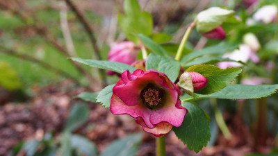 Helleborus orientalis P2220617.JPG