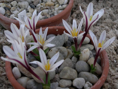 Colchicum kesselringii 22.02.16.JPG