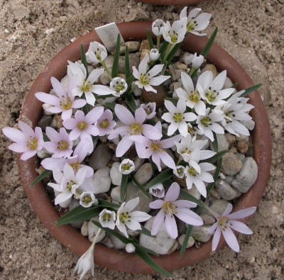 Colchicum hungaricum 15.02.16.JPG