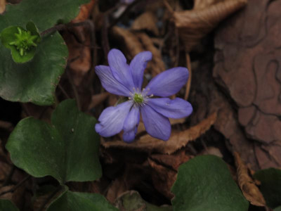 hepatikagrooss.img.JPG