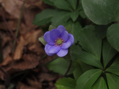 hepaticadoppelt.img.JPG