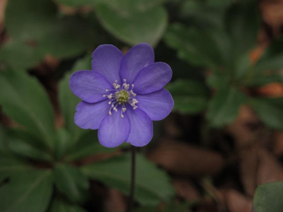 hepatika16.img.JPG