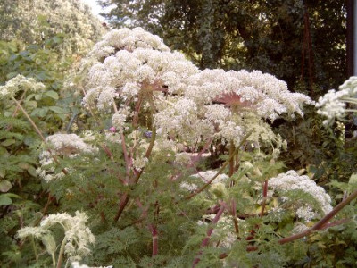 Selinum_wallichianum.jpg