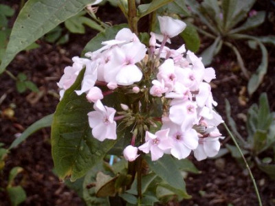 Phlox_unbekannter_Name.jpg