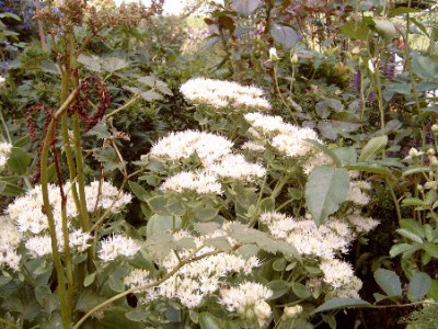 Sedum_matrona.jpg