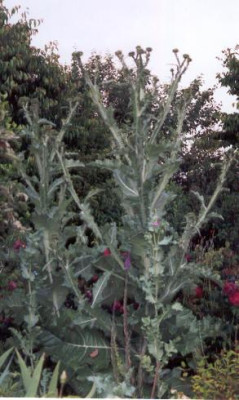 Onopordum_ancanthium_Gewohnliche_Eselsdistel.jpg