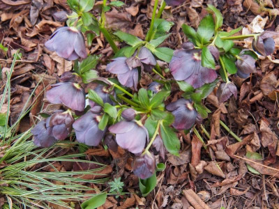 HeliBlueAnemone1_2016.jpg