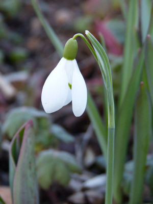 2016-02-24 Galanthus 2.jpg