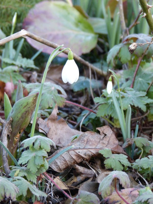2016-02-24 Galanthus 1.jpg