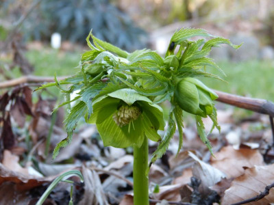 2016-02-24 Helleborus abruzzicus.jpg