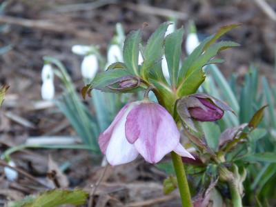 2016-02-24 Helleborus 2.jpg