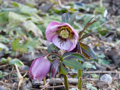 2016-02-24 Helleborus 3.jpg
