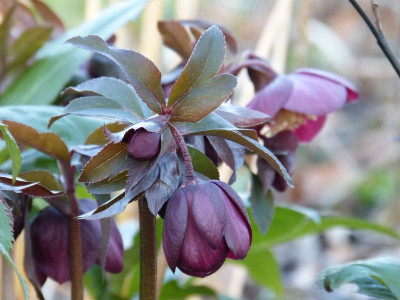 2016-02-24 Helleborus 4.jpg