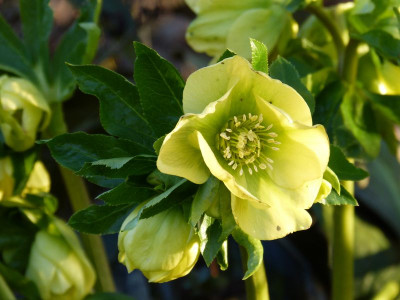 2016-02-24 Helleborus 7.jpg