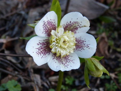 2016-02-24 Helleborus 8.jpg