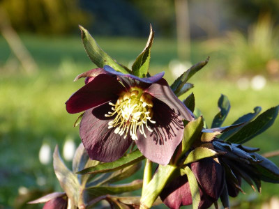2016-02-24 Helleborus 5.jpg