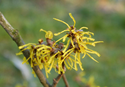 2016-02-24 Hamamelis.jpg