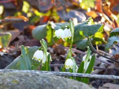 2016-02-24 Leucojum 2.jpg