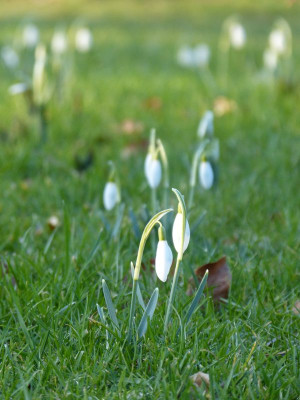 2016-02-24 Gartenimpressionen 3.jpg