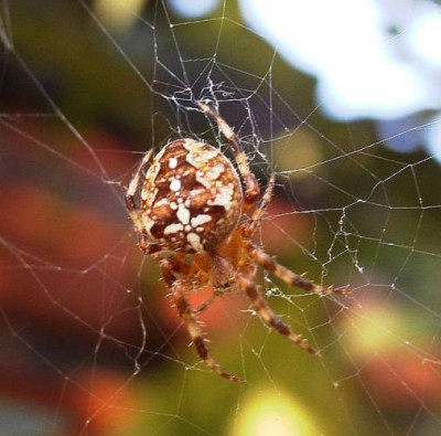 Araneus_Daiadematus_-_Gartenkreuzspinne_04.jpg