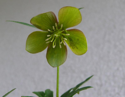 H. torquadus_Jentsch 016.JPG