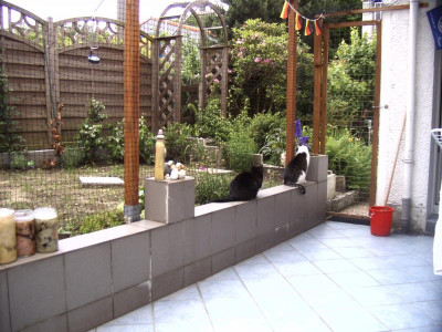 Frühjahr Katzen.JPG