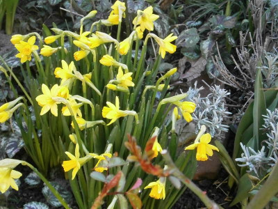 frühling16 002.JPG