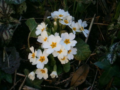 frühling16 004.JPG