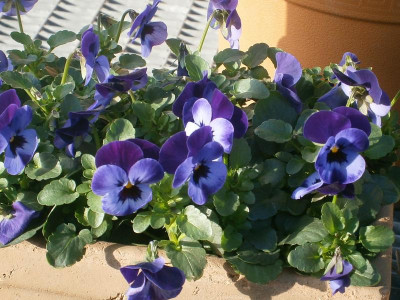 frühling16 008.JPG