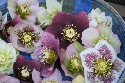 Helleborus0316.JPG