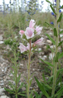 06190007_eEchium_vulgare_weiss.JPG