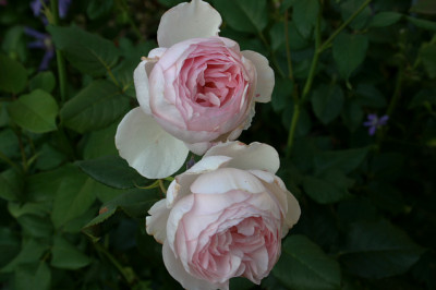 Rose Heritage0107d.jpg