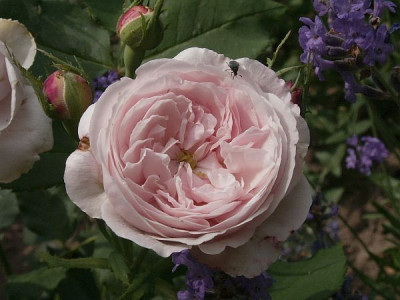 Mme_Alfred_der_Rougemont-III.jpg