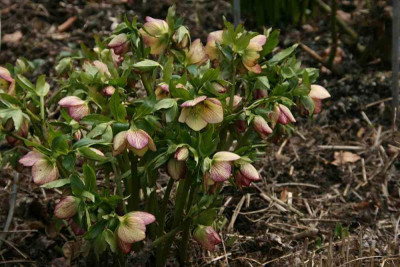 Helleborus1613a.jpg