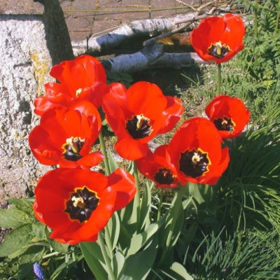 Tulpe_Apeldoorn_20012.jpg