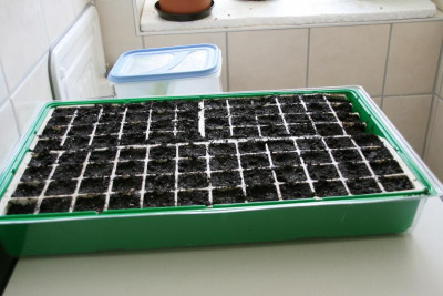 Tomatenerde0116.JPG