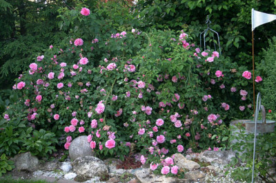Rose The Countryman0608b.jpg