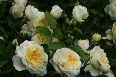 Rose The Pilgrim3913.jpg