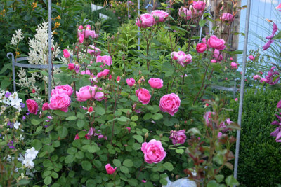 Rose John Clare1810.jpg