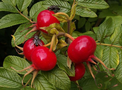 Hagebutten-rugosa-09-06.jpg
