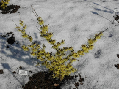Hamamelis_Arnold_Promise.png