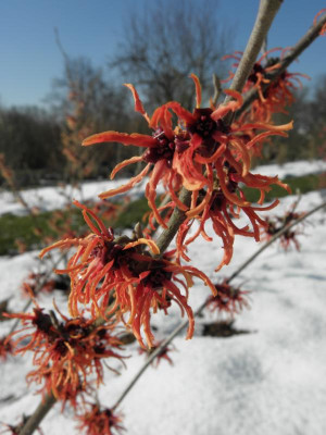 Hamamelis_Rubin1.png