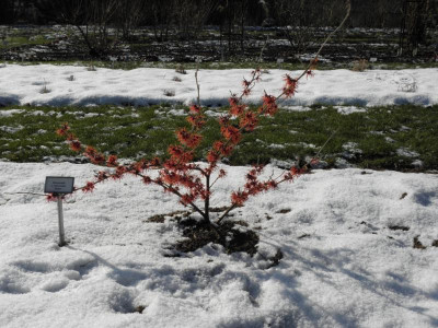 Hamamelis_Rubin2.png