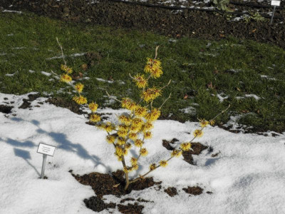 Hamamelis_Brandes.png