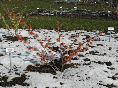 Hamamelis_Diana.png