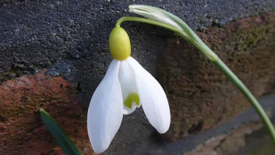 Galanthus 'Spindlestone Surprise'.JPG
