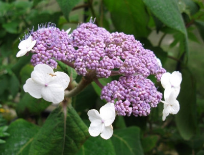 d16  Hydrangea aspera Macrophylla 2 (Kopie).jpg